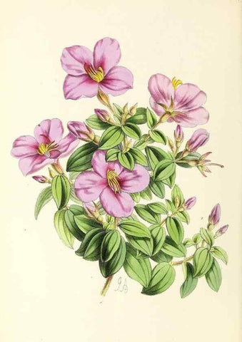 Reproducción/Reproduction 49796802418: The floral magazine;. London,L. Reeve & Co.. 