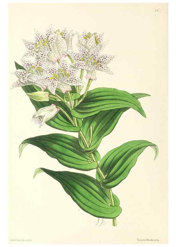 Reproducción/Reproduction 49797346796: The floral magazine;. London,L. Reeve & Co.. 
