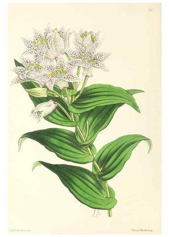Reproducción/Reproduction 49797346796: The floral magazine;. London,L. Reeve & Co.. 