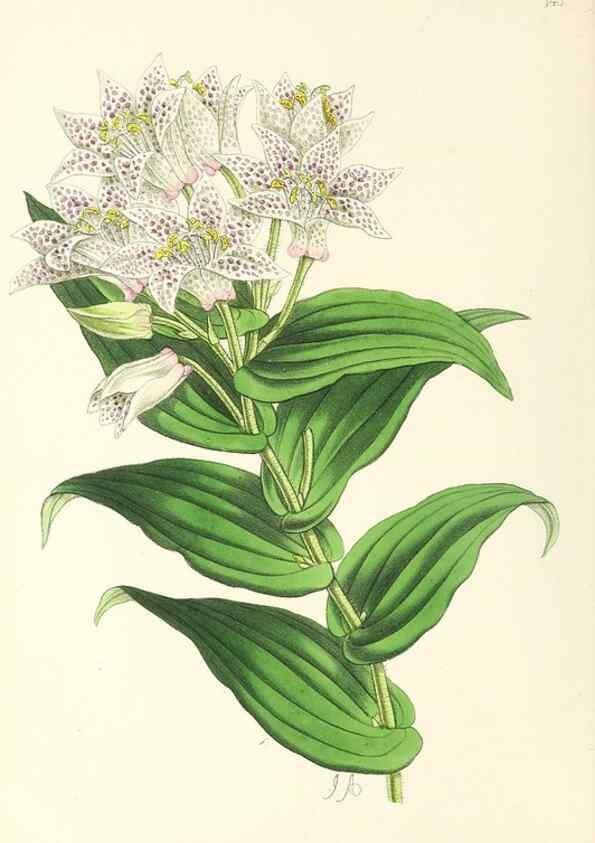 Reproducción/Reproduction 49797346796: The floral magazine;. London,L. Reeve & Co.. 