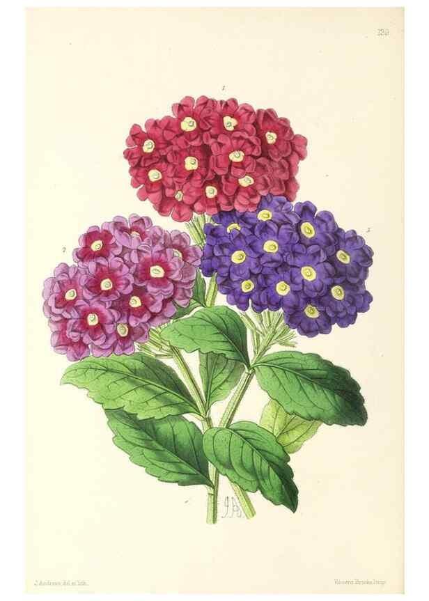 Reproducción/Reproduction 49797346561: The floral magazine;. London,L. Reeve & Co.. 