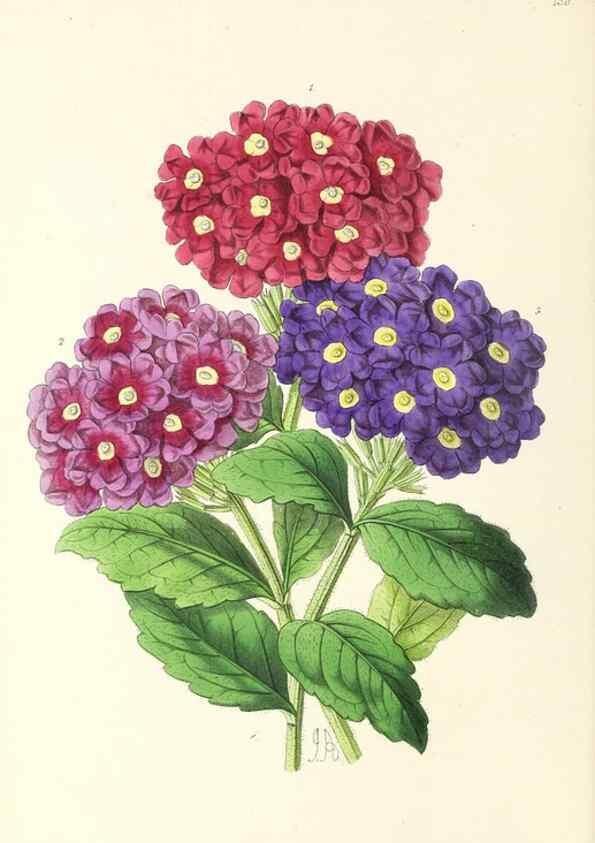 Reproducción/Reproduction 49797346561: The floral magazine;. London,L. Reeve & Co.. 