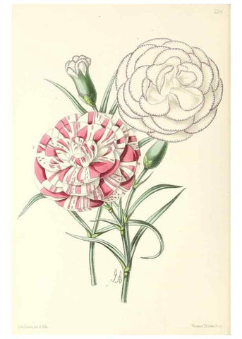 Reproducción/Reproduction 49797656252: The floral magazine;. London,L. Reeve & Co.. 