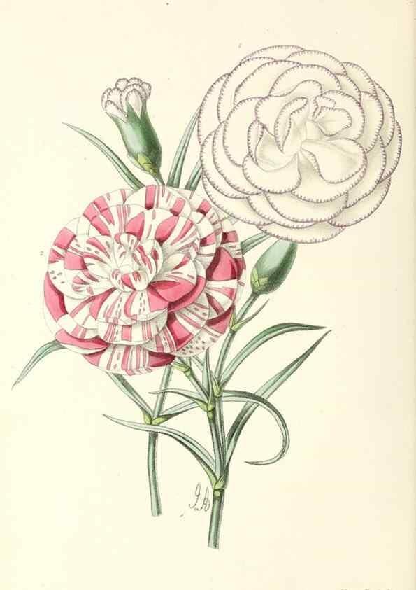Reproducción/Reproduction 49797656252: The floral magazine;. London,L. Reeve & Co.. 