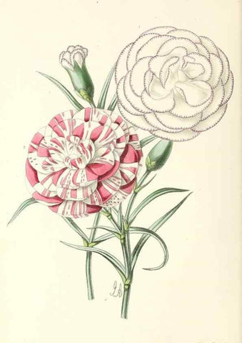 Reproducción/Reproduction 49797656252: The floral magazine;. London,L. Reeve & Co.. 