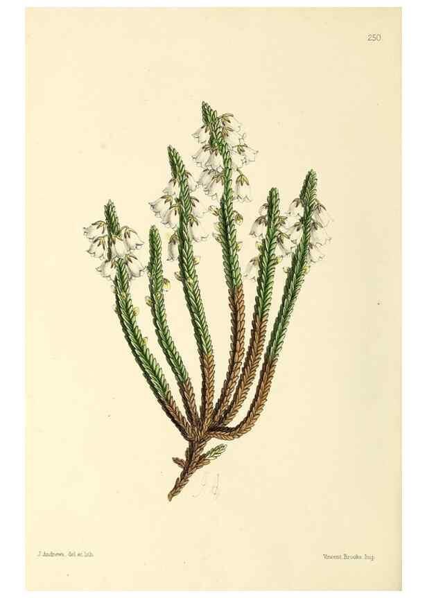 Reproducción/Reproduction 49797541787: The floral magazine;. London,L. Reeve & Co.. 