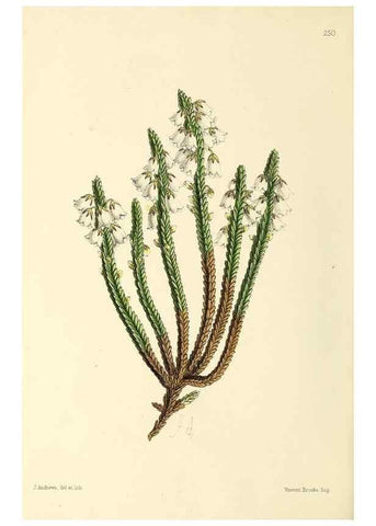 Reproducción/Reproduction 49797541787: The floral magazine;. London,L. Reeve & Co.. 