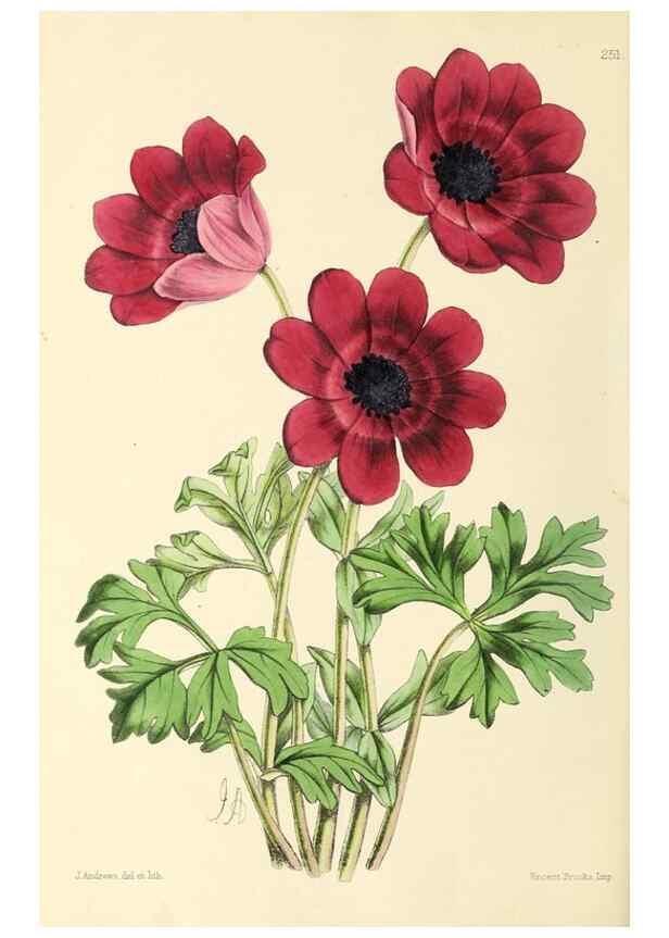 Reproducción/Reproduction 49797234611: The floral magazine;. London,L. Reeve & Co.. 