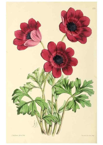 Reproducción/Reproduction 49797234611: The floral magazine;. London,L. Reeve & Co.. 
