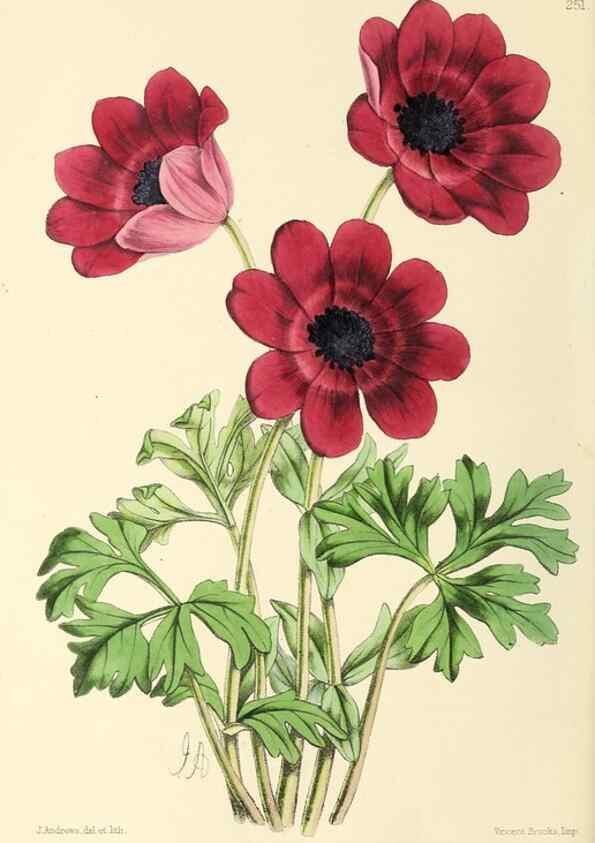 Reproducción/Reproduction 49797234611: The floral magazine;. London,L. Reeve & Co.. 
