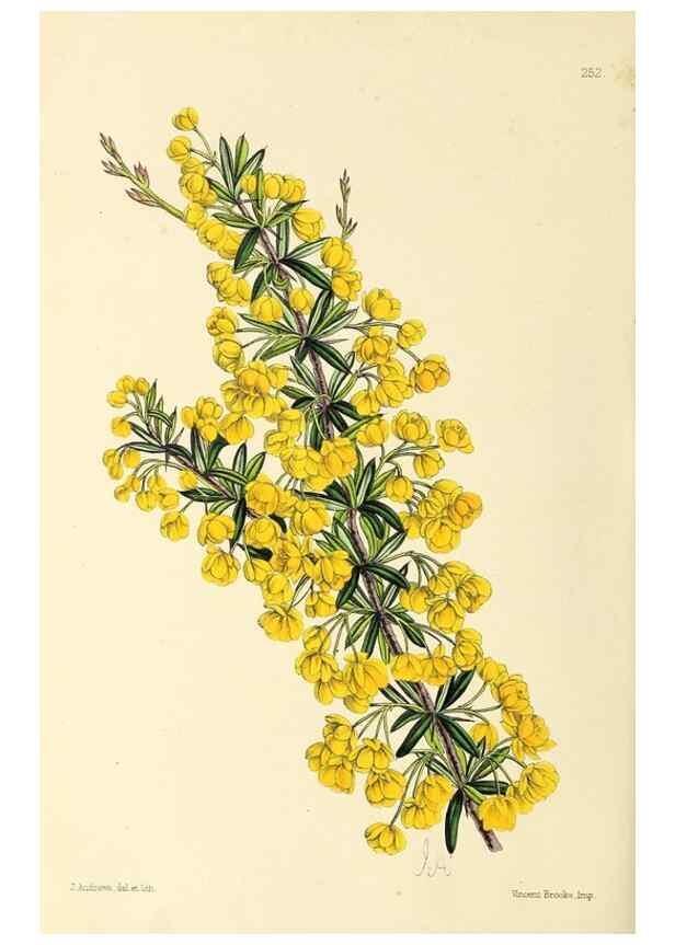 Reproducción/Reproduction 49796689178: The floral magazine;. London,L. Reeve & Co.. 