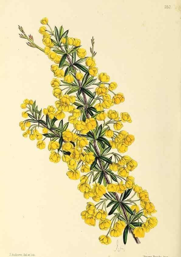 Reproducción/Reproduction 49796689178: The floral magazine;. London,L. Reeve & Co.. 