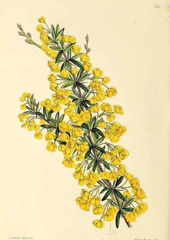 Reproducción/Reproduction 49796689178: The floral magazine;. London,L. Reeve & Co.. 