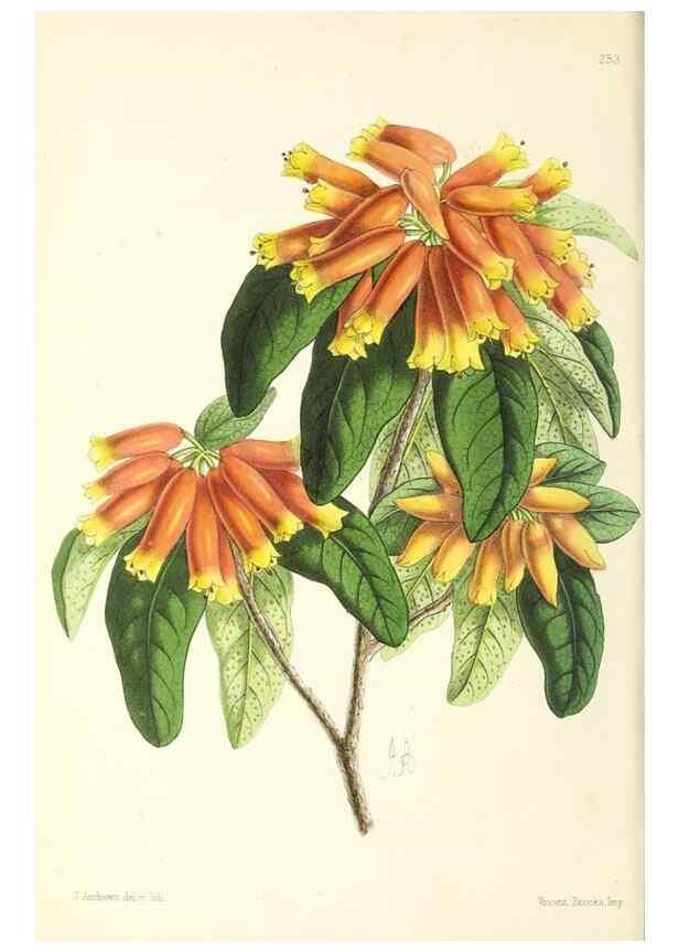 Reproducción/Reproduction 49796689433: The floral magazine;. London,L. Reeve & Co.. 