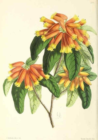 Reproducción/Reproduction 49796689433: The floral magazine;. London,L. Reeve & Co.. 