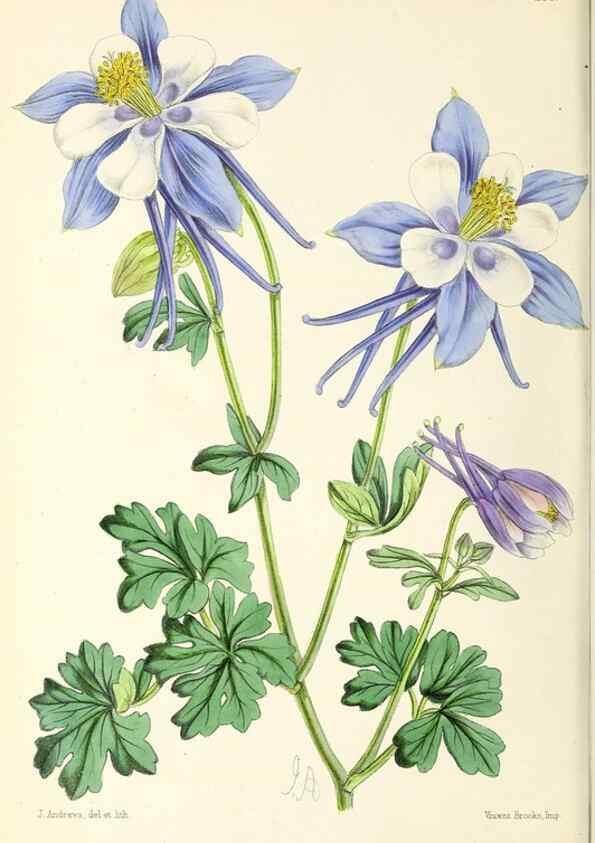 Reproducción/Reproduction 49797543037: The floral magazine;. London,L. Reeve & Co.. 