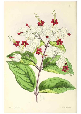 Reproducción/Reproduction 49797235781: The floral magazine;. London,L. Reeve & Co.. 