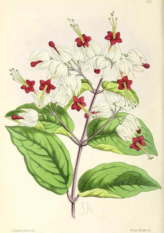 Reproducción/Reproduction 49797235781: The floral magazine;. London,L. Reeve & Co.. 