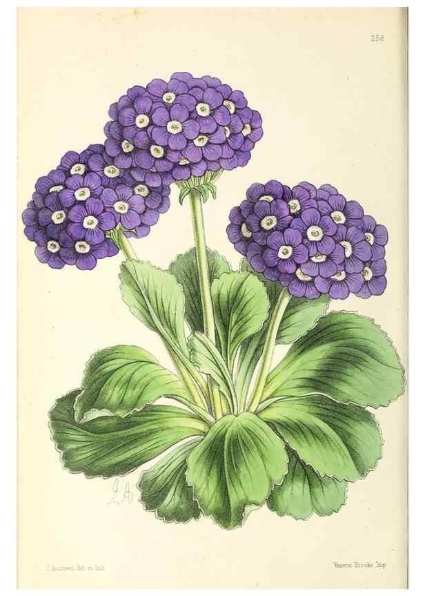 Reproducción/Reproduction 49796690478: The floral magazine;. London,L. Reeve & Co.. 