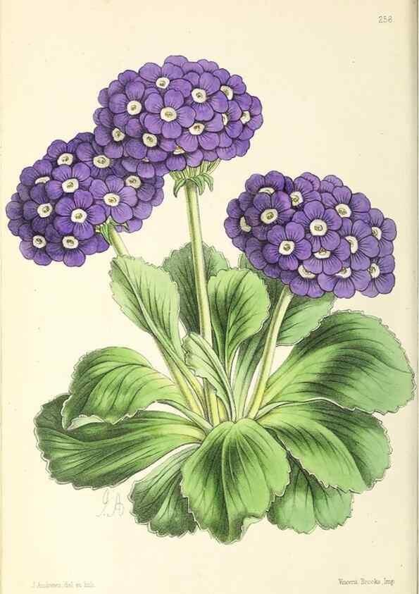 Reproducción/Reproduction 49796690478: The floral magazine;. London,L. Reeve & Co.. 