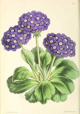 Reproducción/Reproduction 49796690478: The floral magazine;. London,L. Reeve & Co.. 