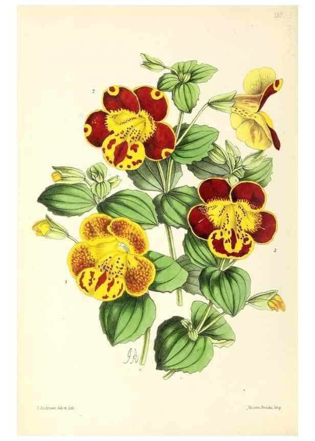 Reproducción/Reproduction 49796807678: The floral magazine;. London,L. Reeve & Co.. 