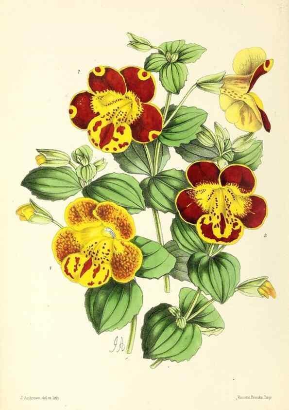 Reproducción/Reproduction 49796807678: The floral magazine;. London,L. Reeve & Co.. 
