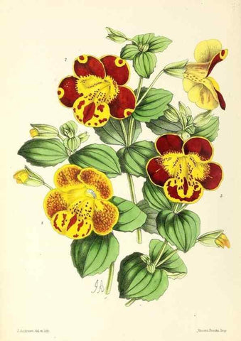 Reproducción/Reproduction 49796807678: The floral magazine;. London,L. Reeve & Co.. 