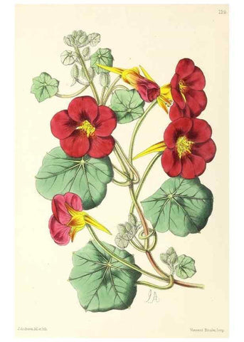 Reproducción/Reproduction 49797653752: The floral magazine;. London,L. Reeve & Co.. 