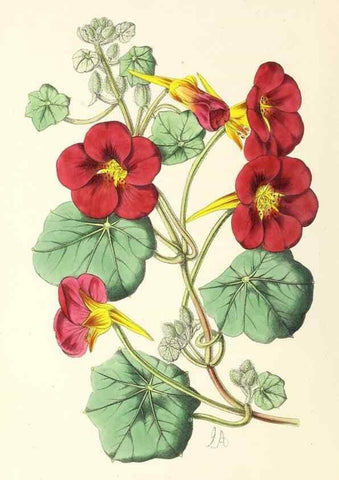 Reproducción/Reproduction 49797653752: The floral magazine;. London,L. Reeve & Co.. 