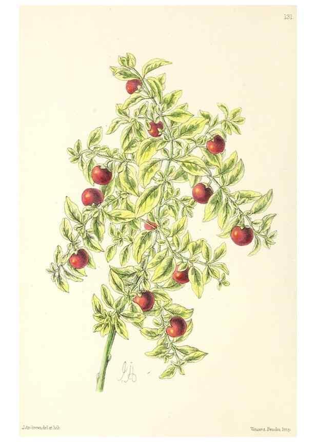 Reproducción/Reproduction 49797344346: The floral magazine;. London,L. Reeve & Co.. 