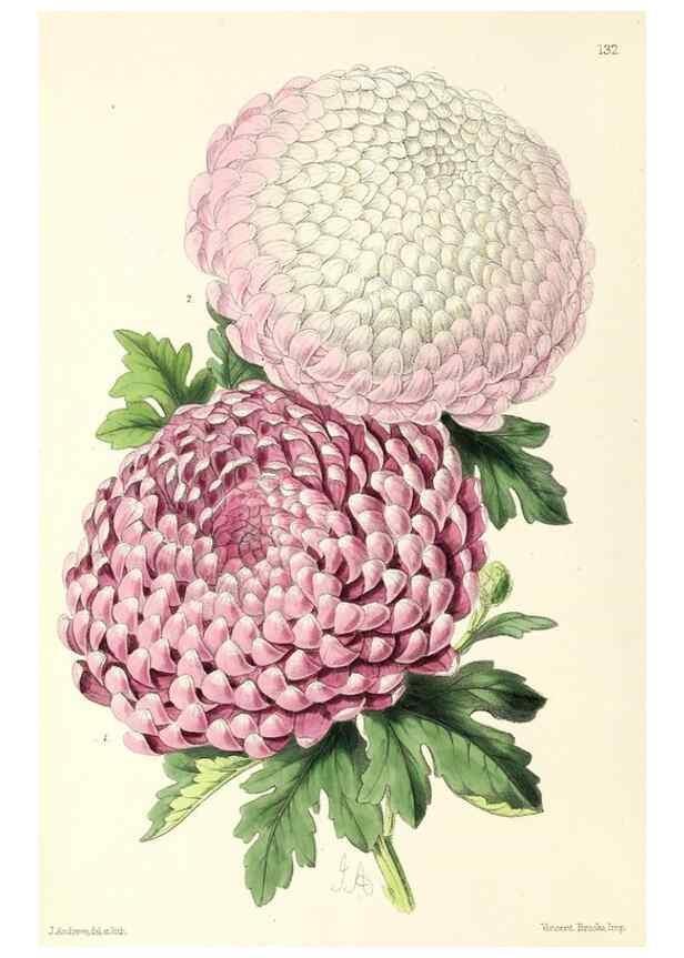 Reproducción/Reproduction 49797654672: The floral magazine;. London,L. Reeve & Co.. 