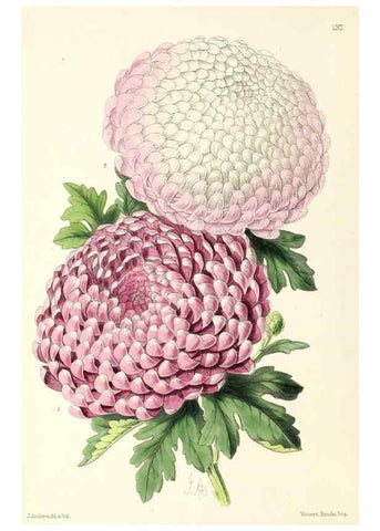 Reproducción/Reproduction 49797654672: The floral magazine;. London,L. Reeve & Co.. 