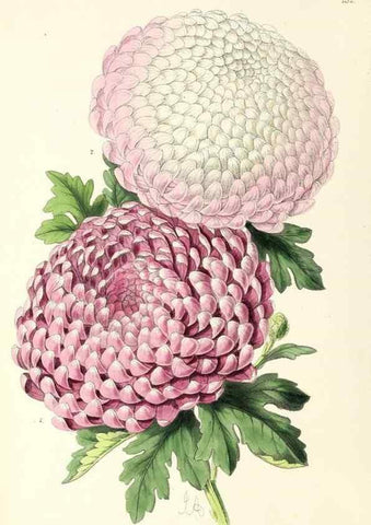 Reproducción/Reproduction 49797654672: The floral magazine;. London,L. Reeve & Co.. 