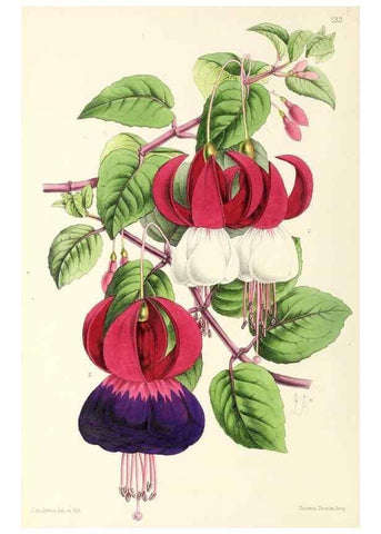 Reproducción/Reproduction 49797345046: The floral magazine;. London,L. Reeve & Co.. 