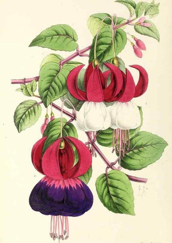 Reproducción/Reproduction 49797345046: The floral magazine;. London,L. Reeve & Co.. 