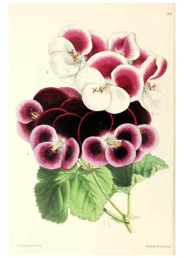 Reproducción/Reproduction 49797655192: The floral magazine;. London,L. Reeve & Co.. 