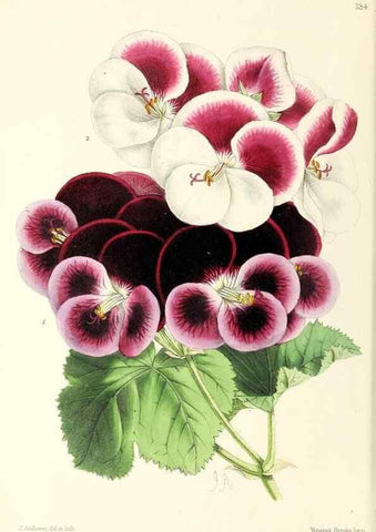 Reproducción/Reproduction 49797655192: The floral magazine;. London,L. Reeve & Co.. 