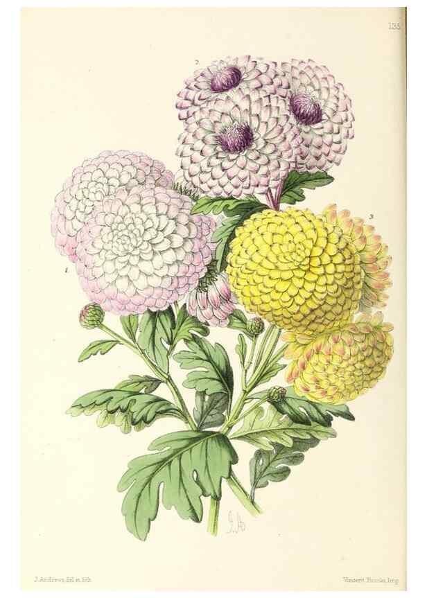 Reproducción/Reproduction 49797655572: The floral magazine;. London,L. Reeve & Co.. 