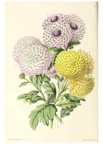 Reproducción/Reproduction 49797655572: The floral magazine;. London,L. Reeve & Co.. 