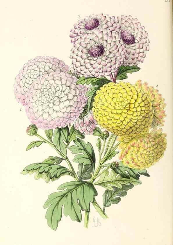 Reproducción/Reproduction 49797655572: The floral magazine;. London,L. Reeve & Co.. 