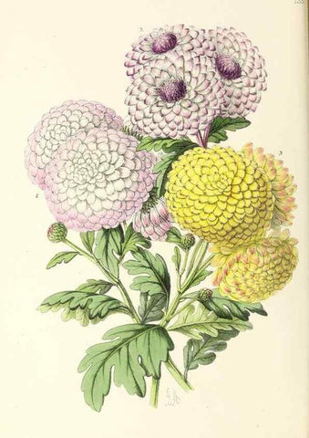 Reproducción/Reproduction 49797655572: The floral magazine;. London,L. Reeve & Co.. 