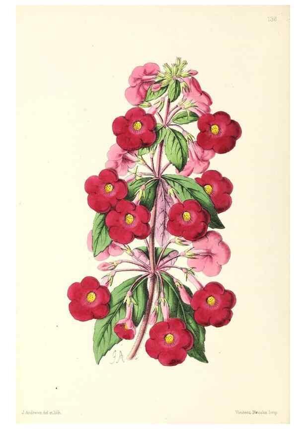 Reproducción/Reproduction 49797345826: The floral magazine;. London,L. Reeve & Co.. 