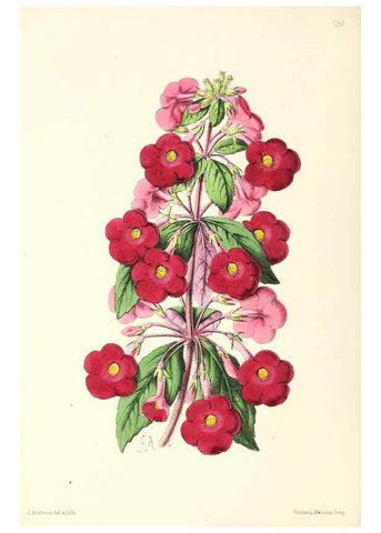 Reproducción/Reproduction 49797345826: The floral magazine;. London,L. Reeve & Co.. 