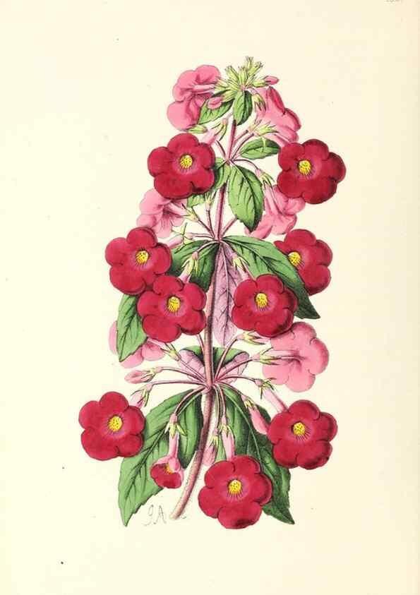 Reproducción/Reproduction 49797345826: The floral magazine;. London,L. Reeve & Co.. 