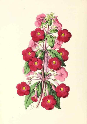 Reproducción/Reproduction 49797345826: The floral magazine;. London,L. Reeve & Co.. 