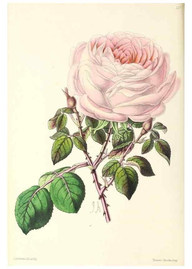 Reproducción/Reproduction 49796801318: The floral magazine;. London,L. Reeve & Co.. 