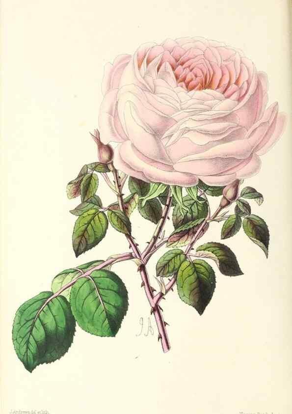 Reproducción/Reproduction 49796801318: The floral magazine;. London,L. Reeve & Co.. 