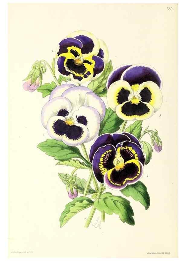 Reproducción/Reproduction 49797344151: The floral magazine;. London,L. Reeve & Co.. 
