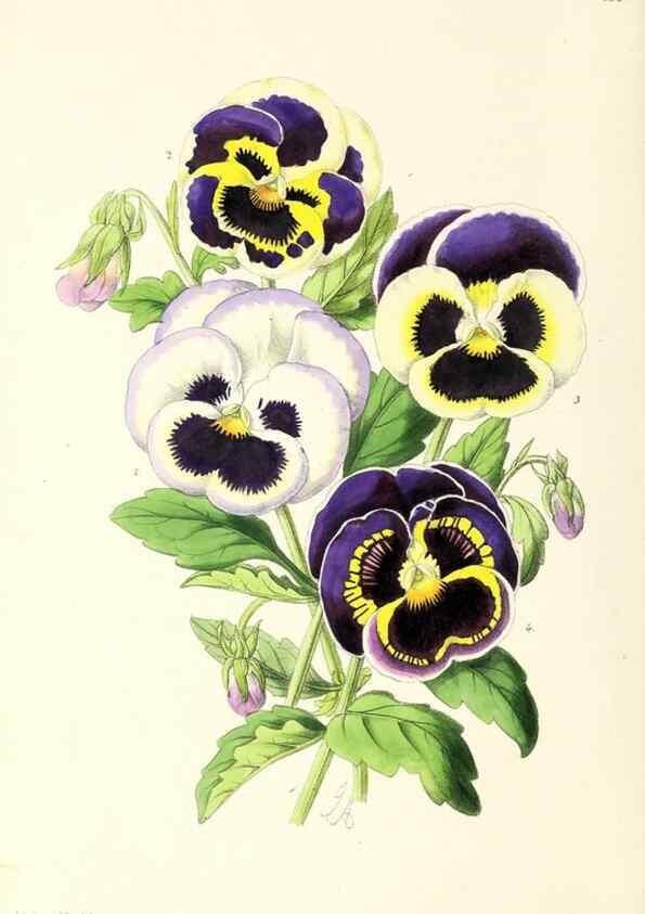 Reproducción/Reproduction 49797344151: The floral magazine;. London,L. Reeve & Co.. 